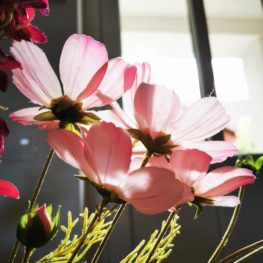 Szabolcs Vezer Panzio Bed & Breakfast ภายนอก รูปภาพ